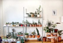 Why Houseplants Matter
