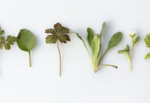 Which Herbs Help You Relax?